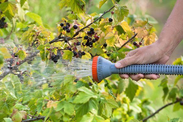 Watering gooseberries