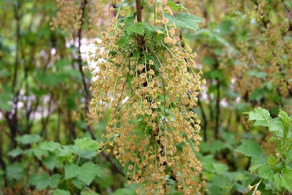 ribes in fiore