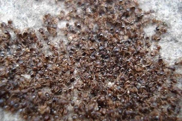 invasion of ants