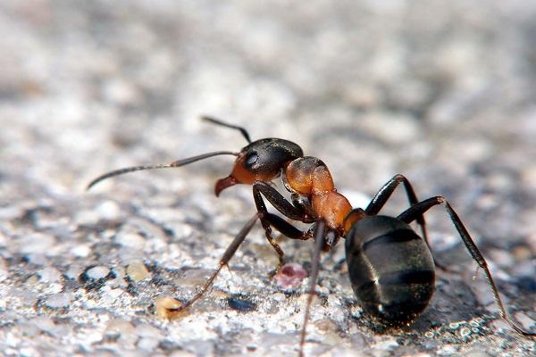 formiche della foresta