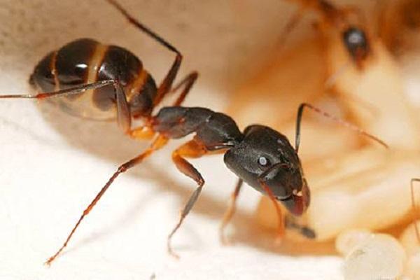 mravec na hlodavce