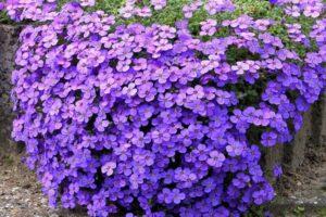 25 types de plantes vivaces couvre-sol pour le jardin avec des descriptions de plantes