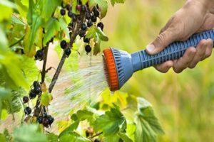 När och hur man vattnar vinbär buskar korrekt, hemligheterna inom jordbruksteknik