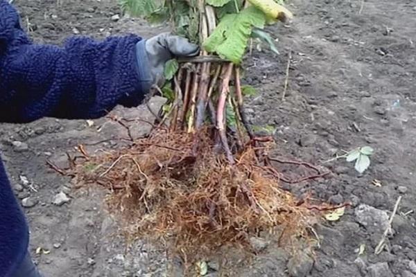 tufișuri cu rădăcini