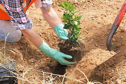 plantant un arbre