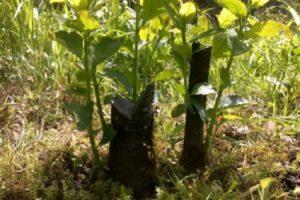Како размножавати вишње шљиве семенкама, резницама и раслојавањем код куће