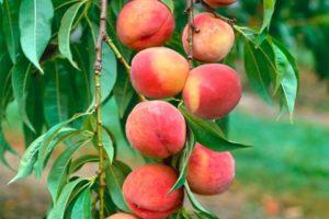 Labākie veidi, kā izplatīt persiku un lauksaimniecības praksi