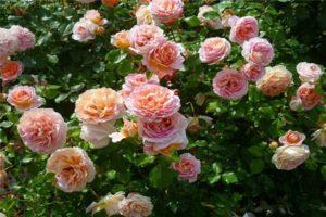 Rožių veislės Abraham Derby savybės ir aprašymas, auginimas ir priežiūra