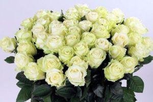 Opis i karakteristike sorti ruža Avalange, uzgoj i razmnožavanje