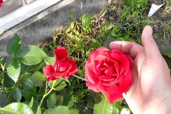 multiplicar rosas