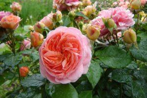 Chippendale rožu šķirnes apraksts, stādīšana un kopšana, slimību kontrole