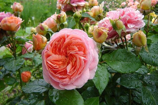 róża chippendale
