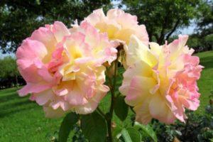 Descripción de la variedad de rosas Gloria Day, plantación, cultivo y cuidado.