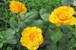 Descrierea și caracteristicile soiului, cultivării și îngrijirii trandafirului Kerio