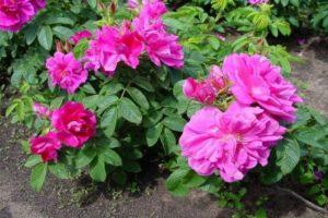 Descripció de les millors varietats de roses arrugades, reproducció, plantació i cura