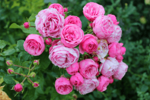 Beskrivning och egenskaper hos Pomponella ros, plantering och vård