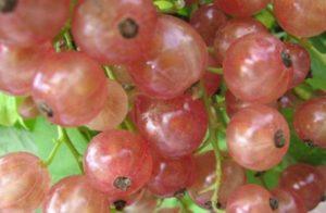 Beschreibung und Eigenschaften von Sorten von rosa Johannisbeeren, Pflanzen und Pflege