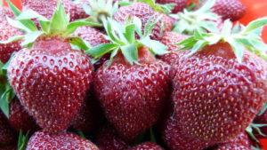 Description and characteristics of the strawberry variety Ruby pendant, planting and care