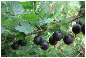 Description of black gooseberry varieties and its reproduction, cultivation and care
