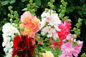 Geriausių rožių veislių, sodinimo, auginimo ir priežiūros atvirame lauke, aprašymas