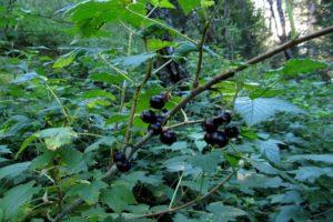 How many years does black currant live in one place, the timing of fruiting