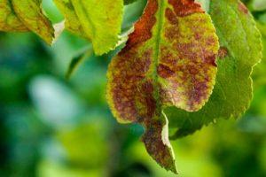 Why plum leaves curl, what to do and how to process them