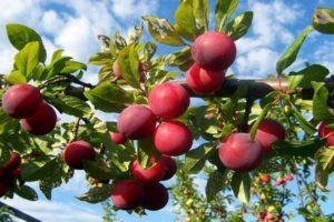 Description et caractéristiques de la variété de prune Alenushka, culture et entretien, pollinisateurs