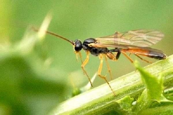 pest sawfly