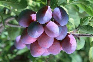 Descripció de la varietat de pruna Bogatyrskaya, pol·linitzadors d’arbres, cultiu i cura