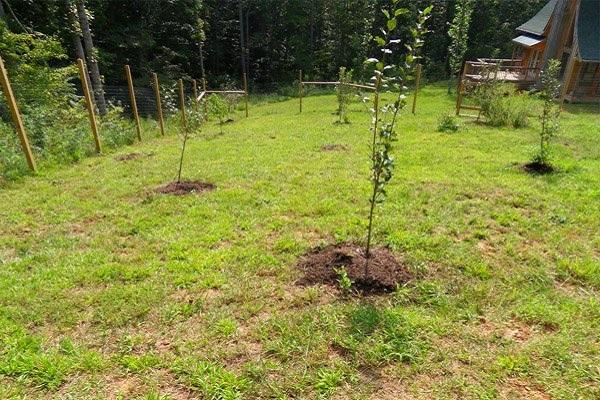 trees planted