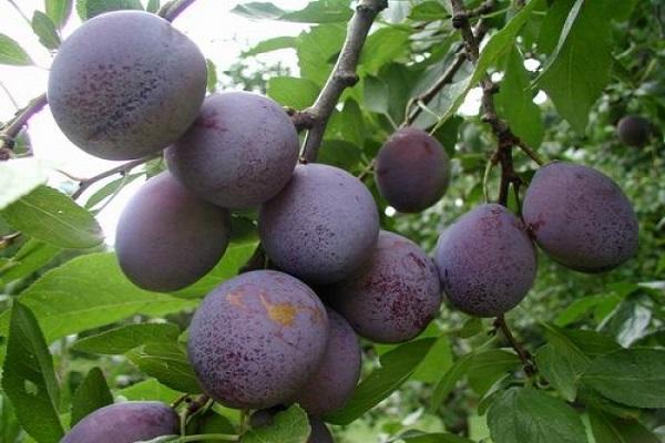 plum variety