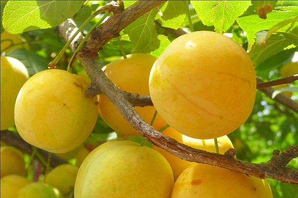 augančios vyšnių slyvos