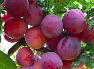 Description of the plum variety Starter, pollinators, cultivation and care