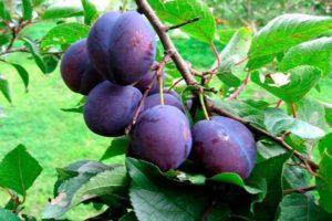 Description et caractéristiques de la variété de prune Stanley, plantation, culture et entretien