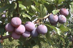Descrizione e caratteristiche della varietà precoce di prugne Zarechnaya, coltivazione e cura