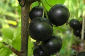 A Selechenskaya ribizlifajta leírása és jellemzői, termesztése és gondozása