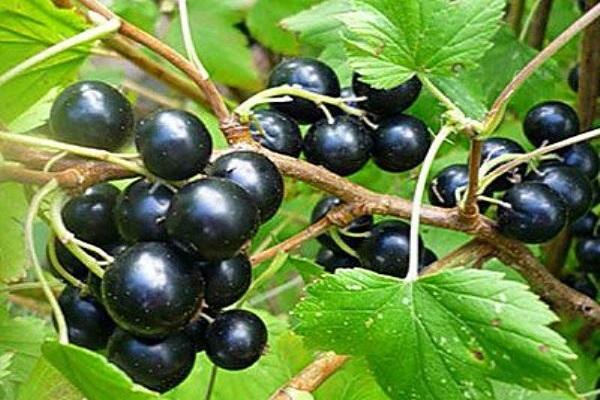 fructe negre
