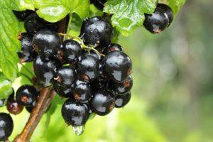 Description and characteristics of currant varieties Treasure, growing and care