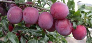 Paglalarawan ng iba't-ibang cherry plum Tent, pagtatanim at pangangalaga, mga pollinator at pruning