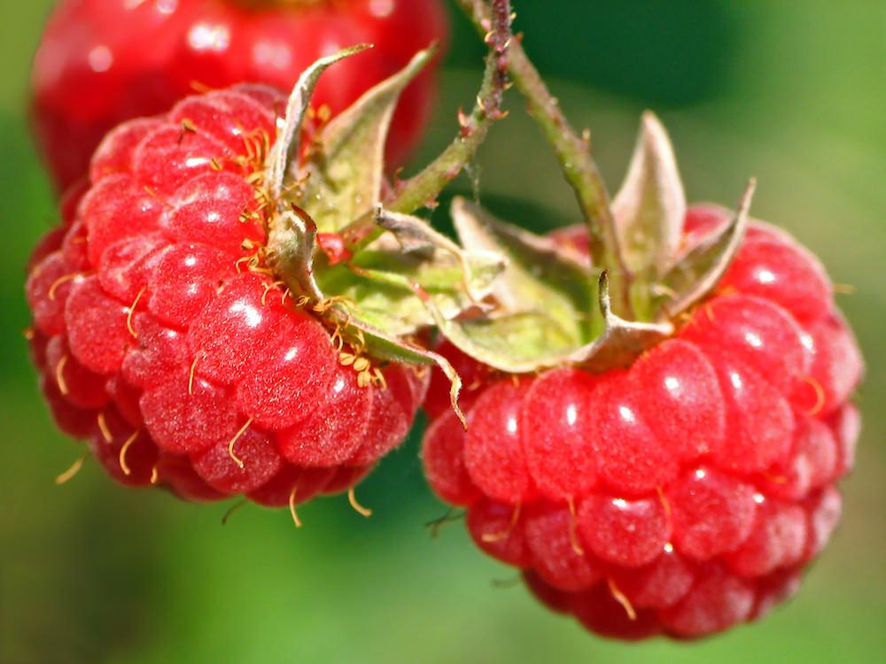 raspberry na araw