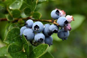50 nejlepších odrůd zahradních borůvek s popisy a vlastnostmi