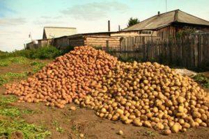 Mga paglalarawan at katangian ng pinakamahusay na mga varieties ng patatas at rating ng 2020