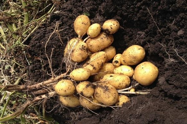 potato bush