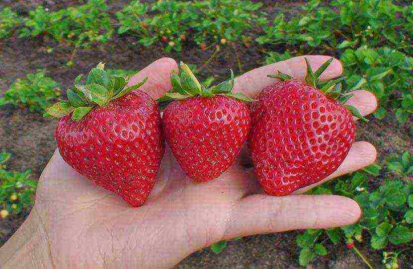 holiday ng strawberry