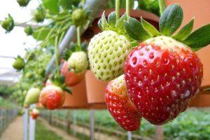 Installation von Hydrokultur für den Anbau von Erdbeeren, wie man Geräte mit eigenen Händen herstellt