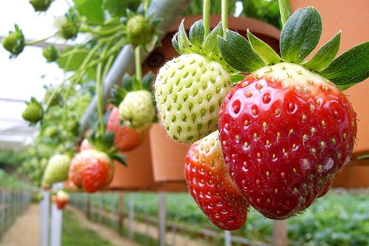la culture des fraises