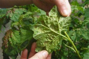 Sådan håndteres bladlus på hindbær under frugtning, hvordan man behandler