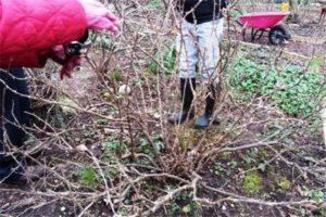 How to grow and care for gooseberries for a good harvest