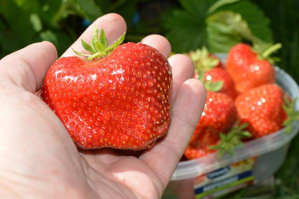 fraises mûres