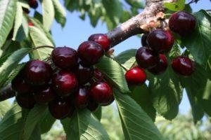 Description and characteristics of cherries Valery Chkalov, cultivation and care